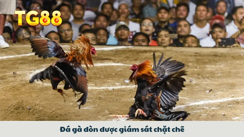 Săn Tiền Từ Đá Gà Đòn Với Mẹo Chơi Của Những Bậc Thầy 1 Đá gà đòn được giám sát chặt chẽ