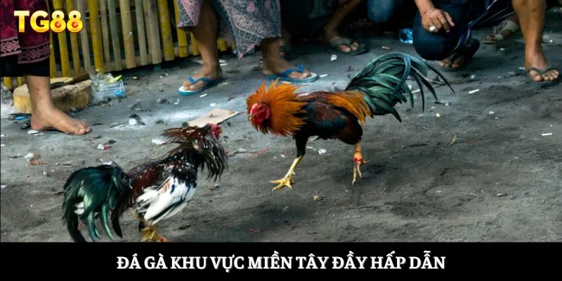 Đá Gà Miền Tây - Khám Phá Bộ Môn Giải Trí Đầy Ấn Tượng 1 Đá gà khu vực miền Tây đầy hấp dẫn