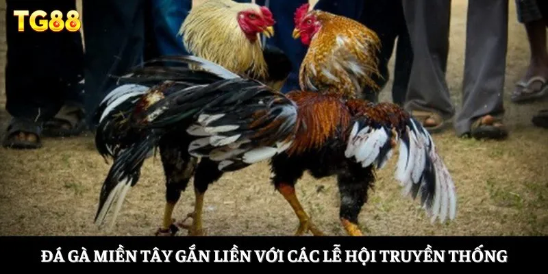 Đá Gà Miền Tây - Khám Phá Bộ Môn Giải Trí Đầy Ấn Tượng 2 Đá gà miền Tây gắn liền với các lễ hội truyền thống