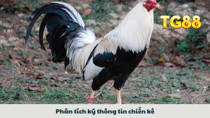 Săn Tiền Từ Đá Gà Đòn Với Mẹo Chơi Của Những Bậc Thầy 4 Phân tích kỹ thông tin chiến kê