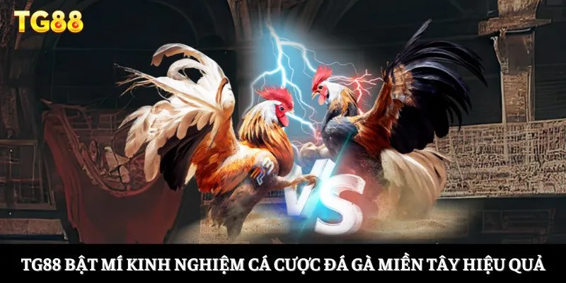 Đá Gà Miền Tây - Khám Phá Bộ Môn Giải Trí Đầy Ấn Tượng 4 TG88 bật mí kinh nghiệm cá cược đá gà miền Tây hiệu quả